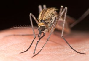 repelente natural para mosquitos