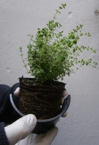 plantar tomillo en maceta